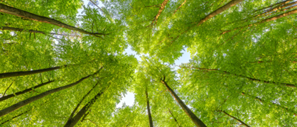 wood-green-tall-trees
